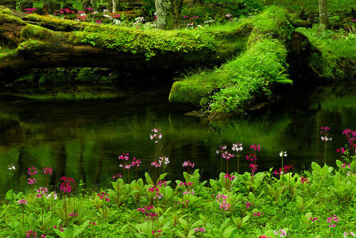 Emerald Pond, Pacific Rainforest, Oregon