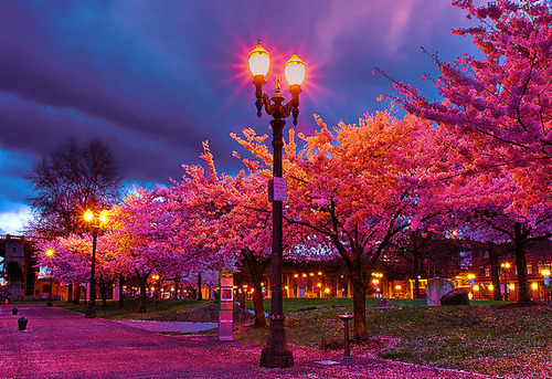 Cherry Blossom Lane, Portland, Oregon