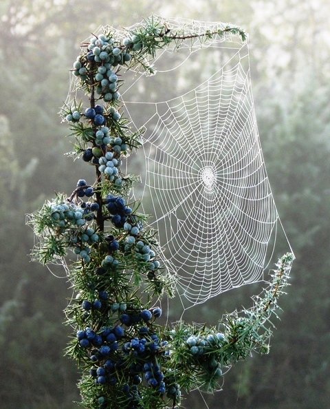 Pine Berry Spiderweb, Czech Republic