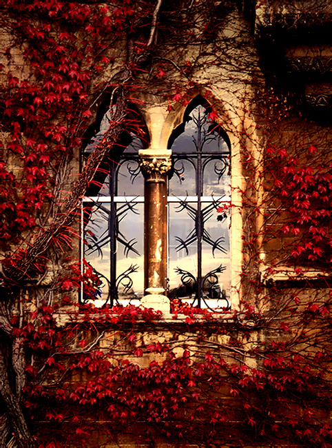 Ivy Window, Oxford, England