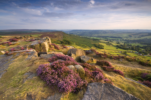 by Paul Newcombe on Flickr.Curbar Heather - Peak District National Park, England.