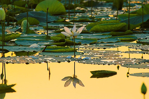 Lotus Blossom Reflection, Sukhna Lake, India