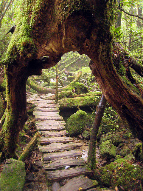 Primeval Forest, Shiratani Unsuikyo, Japan