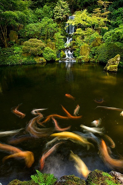 Waterfall Koi Fish, Kyoto, Japan