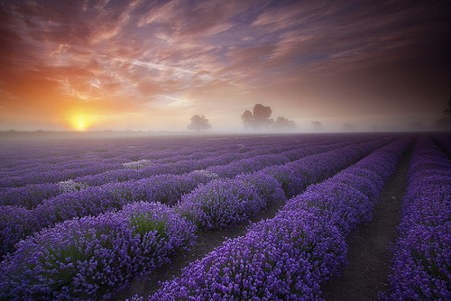 Lavender Sunrise, Somerset, England