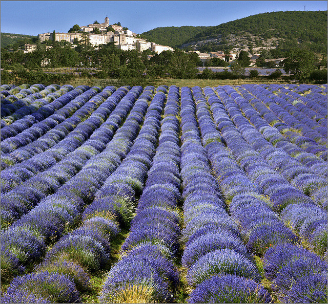 Lavander field in Simiane-la-Rotonde, Provence, France