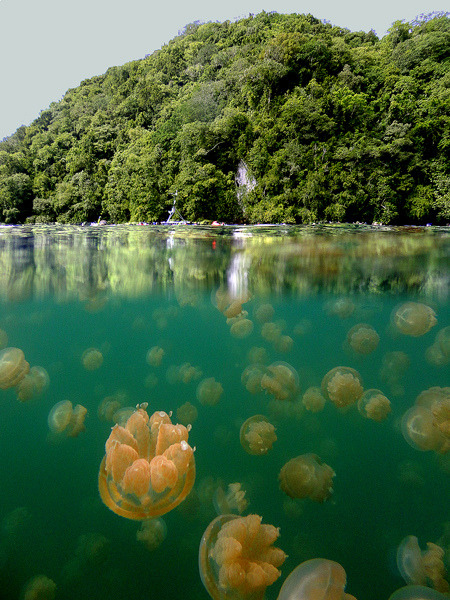 Jellyfish Lake, Republic of Palau, Micronesia