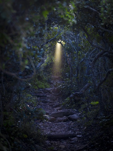 Light in the Forest, South Africa