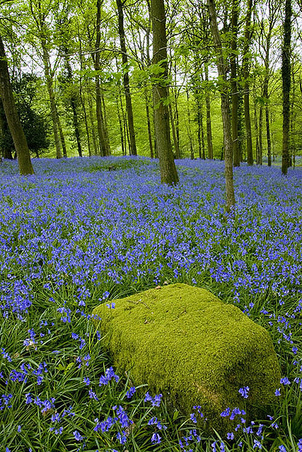 Moss covered rock and bluebells in Forest of Dean, Gloucestershire, England