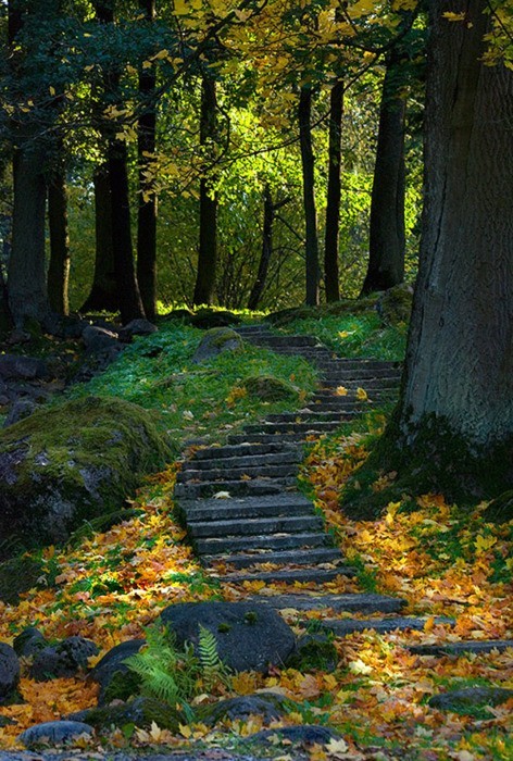 Forest Path, Ukraine