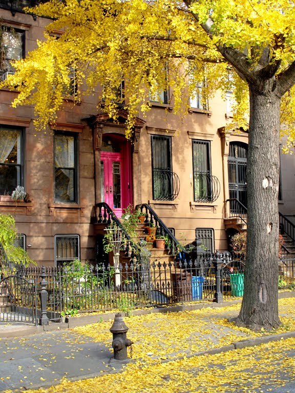 Autumn, Brooklyn, New York