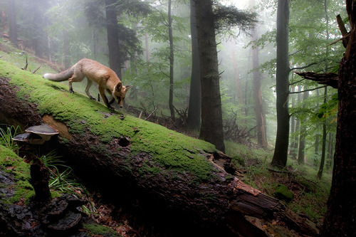 Fox Forest, Olympic National Park, Washington