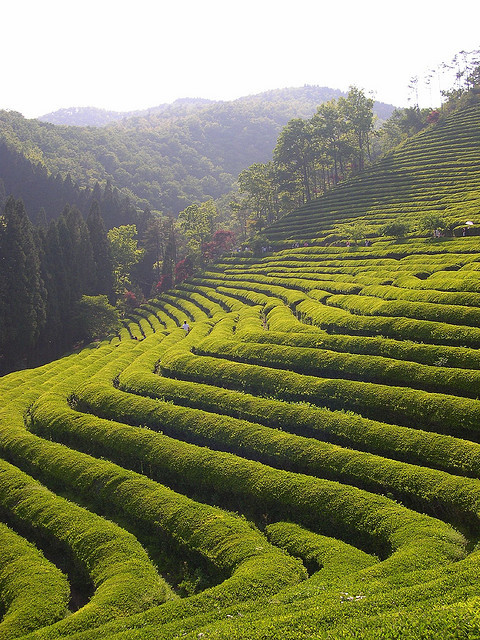 Boseong Tea Plantations in Jeollanam-do, South Korea