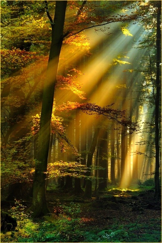Golden Sun Rays, Schwarzwald, Germany