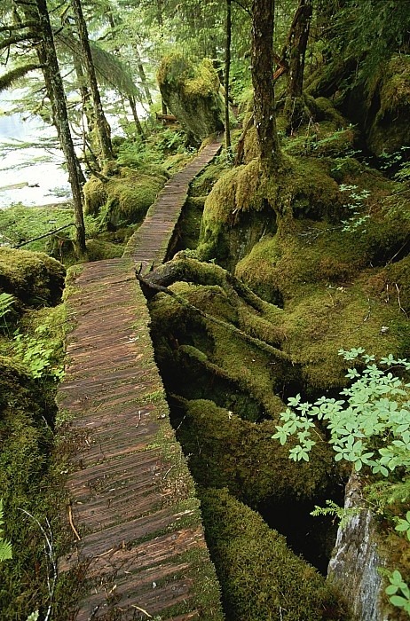Mossy Trail, Alaska