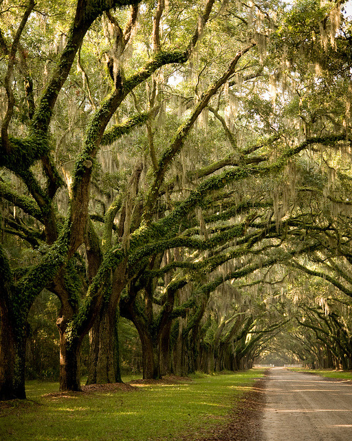 The oak avenue at Wormsloe Plantation near Savannah / USA