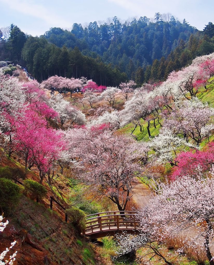 Beautiful gardens at Yoshino-Baigo, Ome / Japan