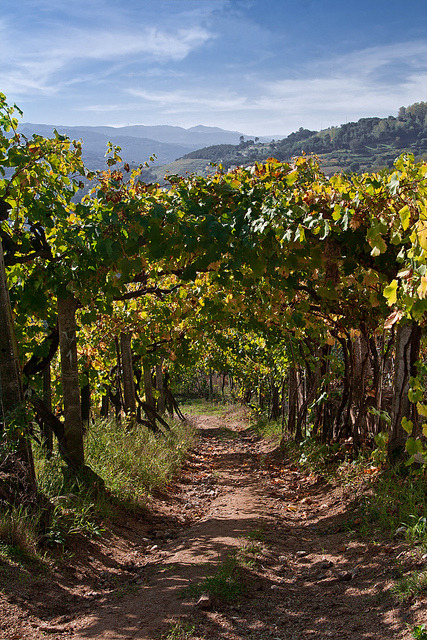Vineyard path in Douro Valley / Portugal